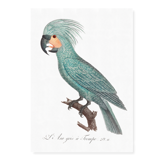 The Palm Cockatoo Probosciger aterrimus I - Art Print