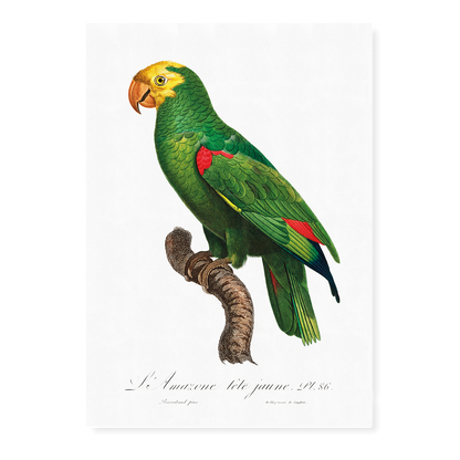 Yellow-Fronted Amazon, Amazona ochrocephala I - Art Print