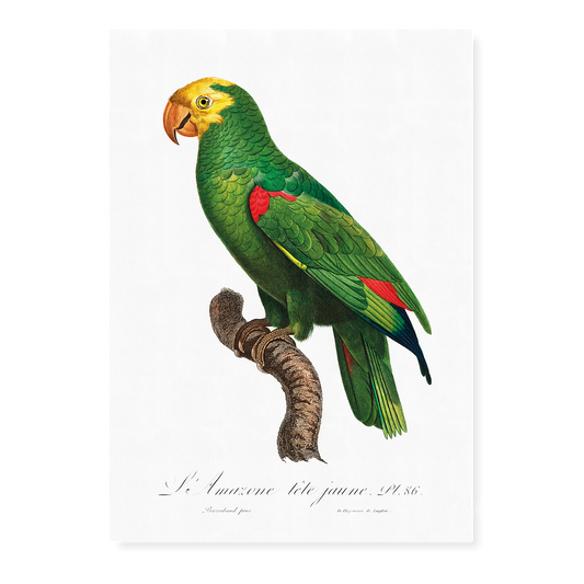 Yellow-Fronted Amazon, Amazona ochrocephala I - Art Print