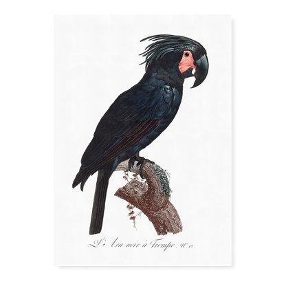 The Palm Cockatoo, Probosciger aterrimus II - Art Print