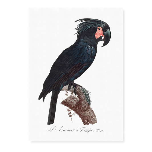 The Palm Cockatoo, Probosciger aterrimus II - Art Print