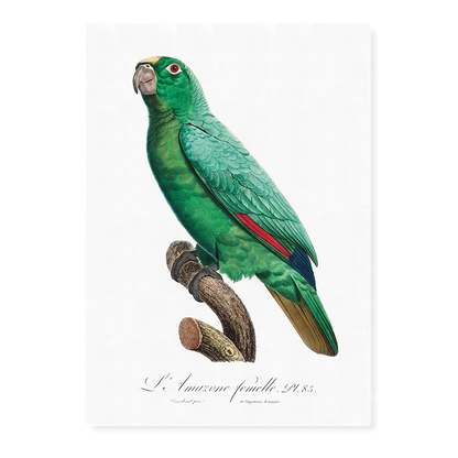 Yellow-Fronted Amazon, Amazona ochrocephala II - Art Print