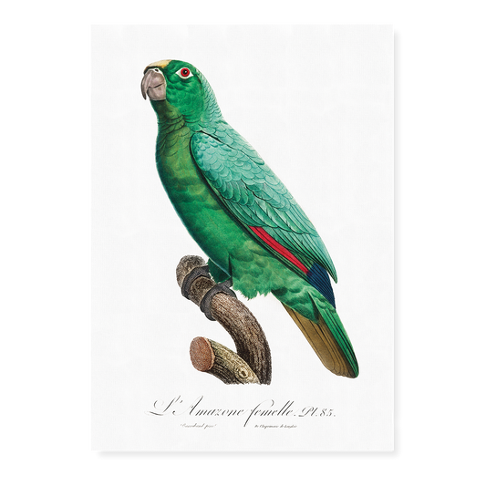 Yellow-Fronted Amazon, Amazona ochrocephala II - Art Print