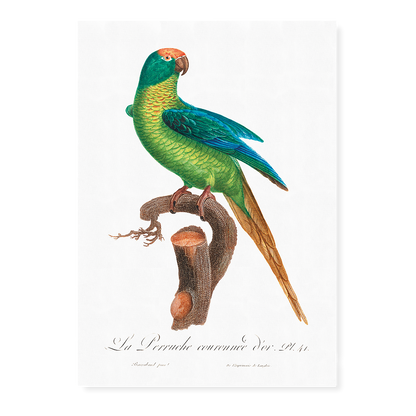 The Peach-Fronted Parakeet, Eupsittula aurea  - Art Print