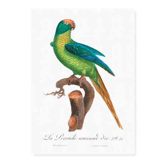 The Peach-Fronted Parakeet, Eupsittula aurea  - Art Print