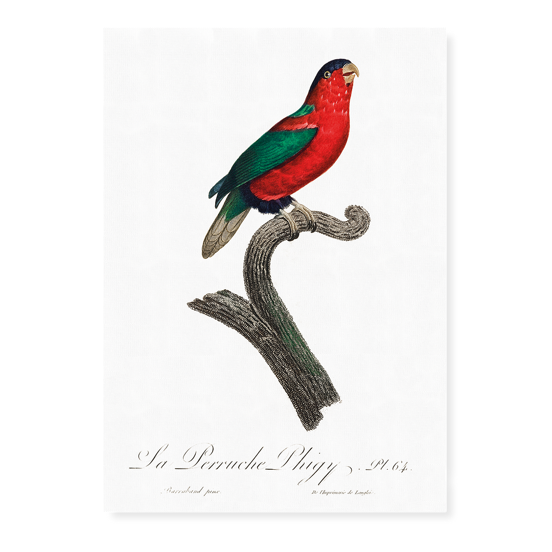 The Phigy Parrot, Psittacus phigy  - Art Print