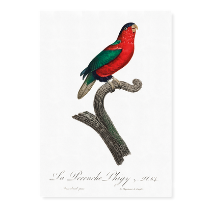 The Phigy Parrot, Psittacus phigy  - Art Print