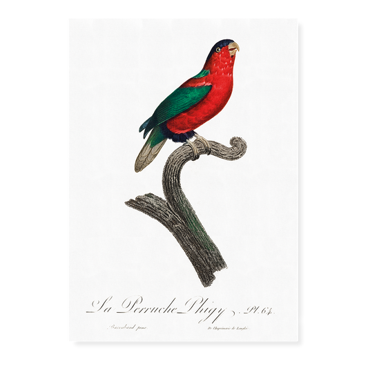 The Phigy Parrot, Psittacus phigy  - Art Print