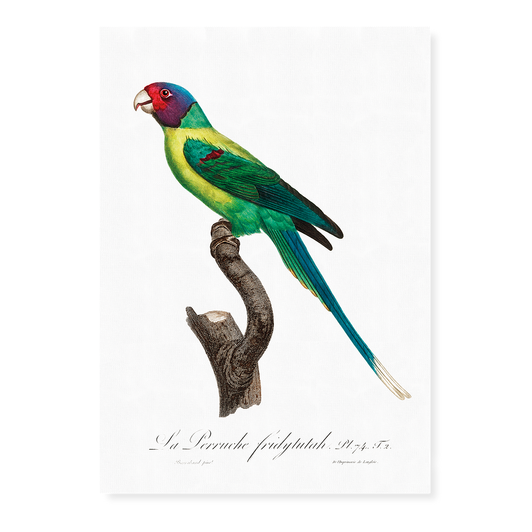 The Plum-Headed Parakeet  - Art Print
