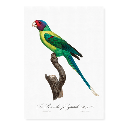 The Plum-Headed Parakeet  - Art Print