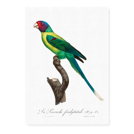 The Plum-Headed Parakeet  - Art Print