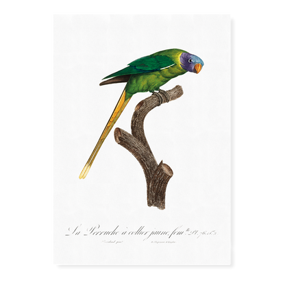 The Plum-Headed Parakeet, female  - Art Print