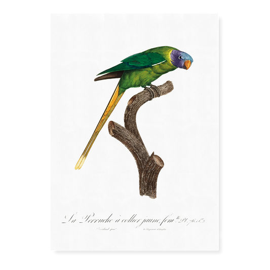 The Plum-Headed Parakeet, female  - Art Print