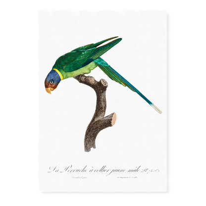 The Plum-Headed Parakeet, male  - Art Print