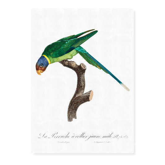 The Plum-Headed Parakeet, male  - Art Print