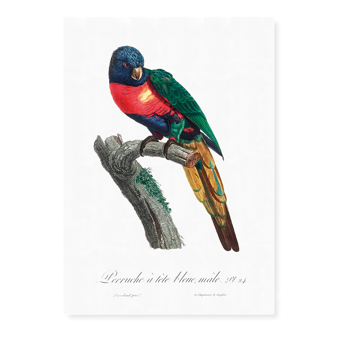 The Plum-Headed Parakeet, Psittacula cyanocephala, male  - Art Print