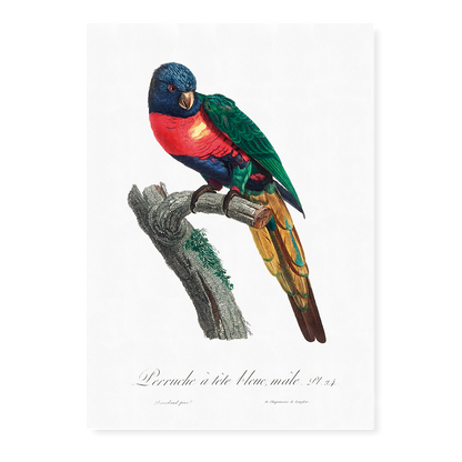 The Plum-Headed Parakeet, Psittacula cyanocephala, male  - Art Print