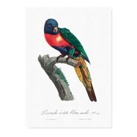 The Plum-Headed Parakeet, Psittacula cyanocephala, male  - Art Print
