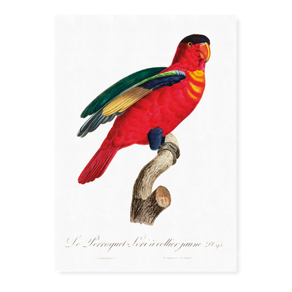 The Purple-Naped Lory, Lorius domicella I - Art Print