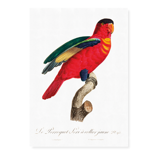 The Purple-Naped Lory, Lorius domicella I - Art Print