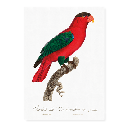 The Purple-Naped Lory, Lorius domicella II - Art Print