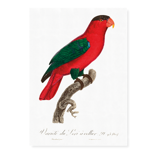 The Purple-Naped Lory, Lorius domicella II - Art Print
