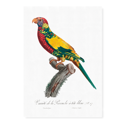 The Rainbow Lorikeet, Trichoglossus moluccanus  - Art Print