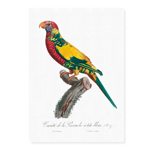 The Rainbow Lorikeet, Trichoglossus moluccanus  - Art Print