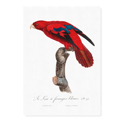 The Red Lory, Eos bornea  I - Art Print