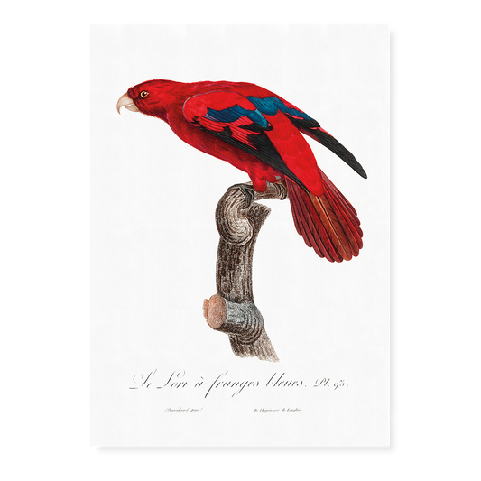 The Red Lory, Eos bornea  I - Art Print