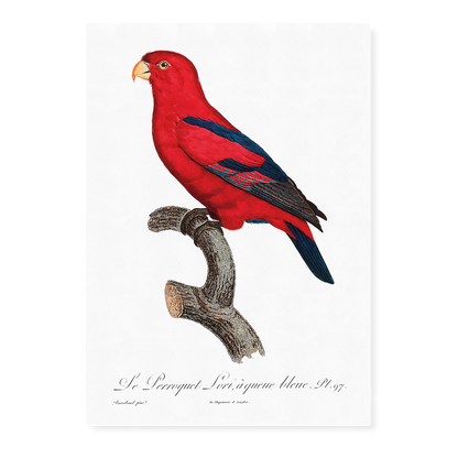 The Red Lory, Eos bornea  II - Art Print
