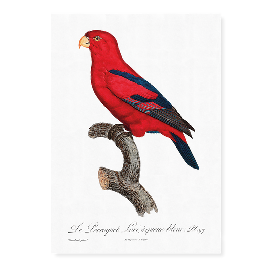 The Red Lory, Eos bornea  II - Art Print