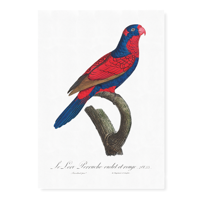 The red-and-blue lory, Eos histrio  - Art Print