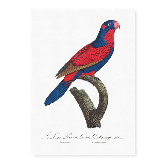 The red-and-blue lory, Eos histrio  - Art Print