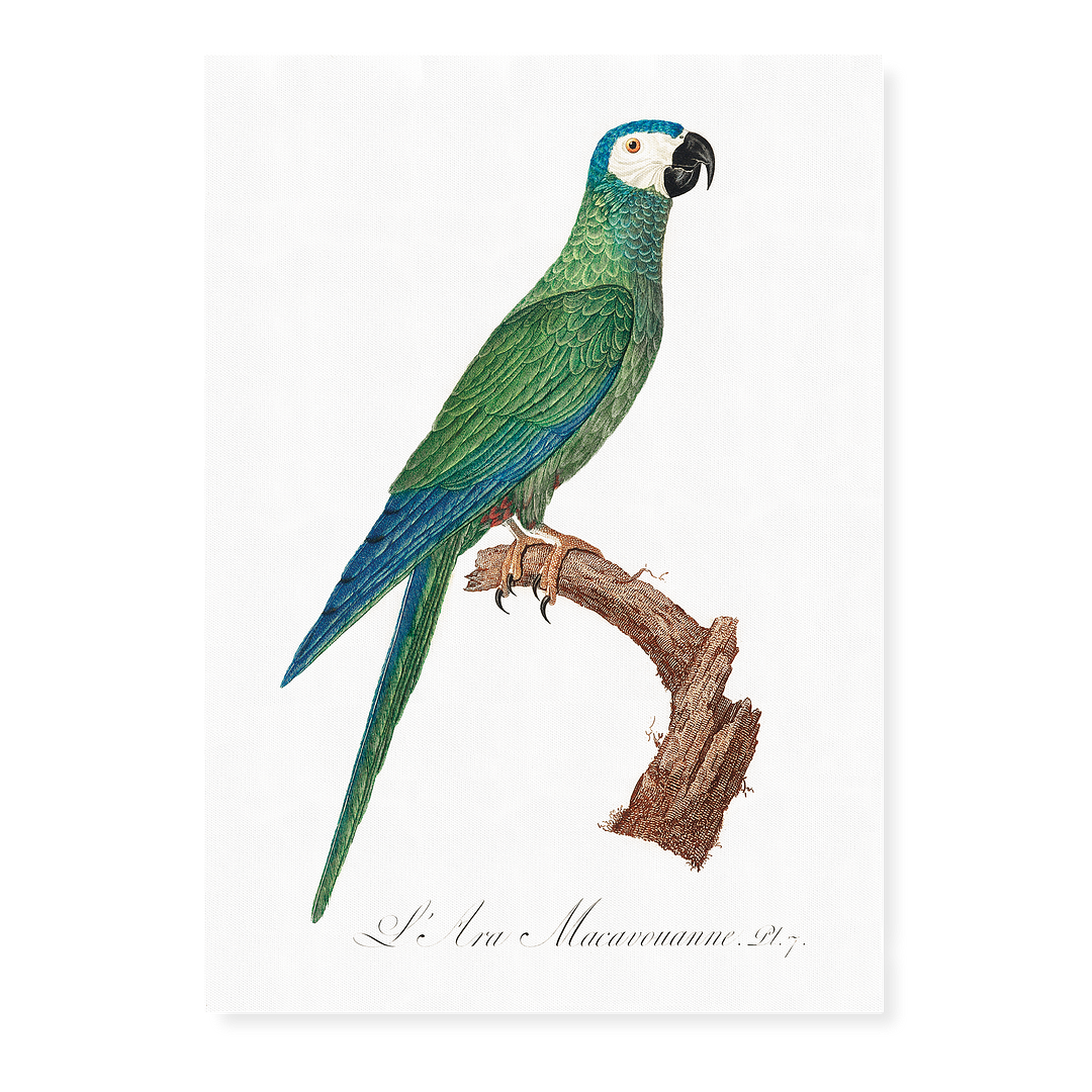 The Red-Bellied Macaws (Orthopsittaca manilatus)  - Art Print