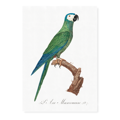 The Red-Bellied Macaws (Orthopsittaca manilatus)  - Art Print