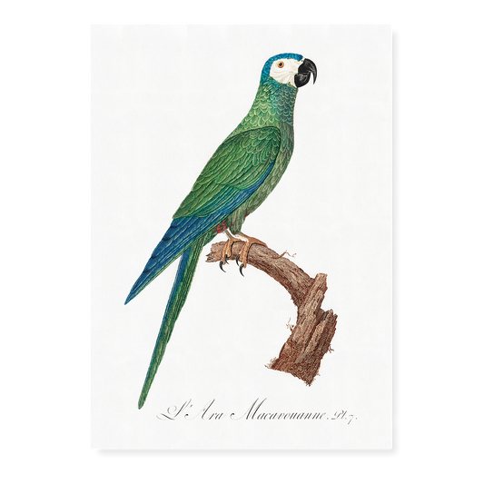 The Red-Bellied Macaws (Orthopsittaca manilatus)  - Art Print