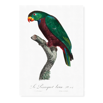 The Red-Billed Parrot, Pionus sordidus  - Art Print