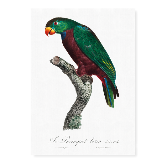 The Red-Billed Parrot, Pionus sordidus  - Art Print