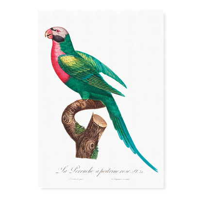 The Red-Breasted Parakeet, Psittacula alexandri  - Art Print
