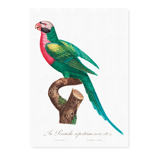 The Red-Breasted Parakeet, Psittacula alexandri  - Art Print