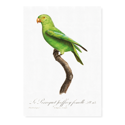 The Red-Cheeked Parrot, Geoffroyus geoffroyi, female  - Art Print