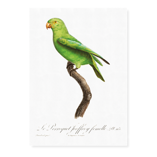 The Red-Cheeked Parrot, Geoffroyus geoffroyi, female  - Art Print