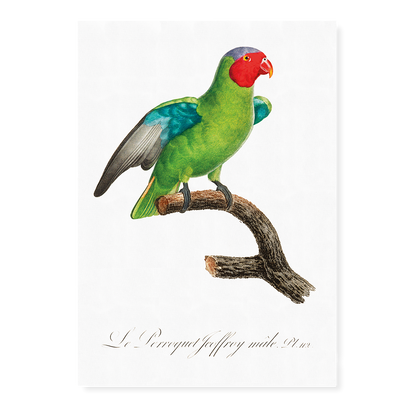 The Red-Cheeked Parrot, Geoffroyus geoffroyi, male  - Art Print
