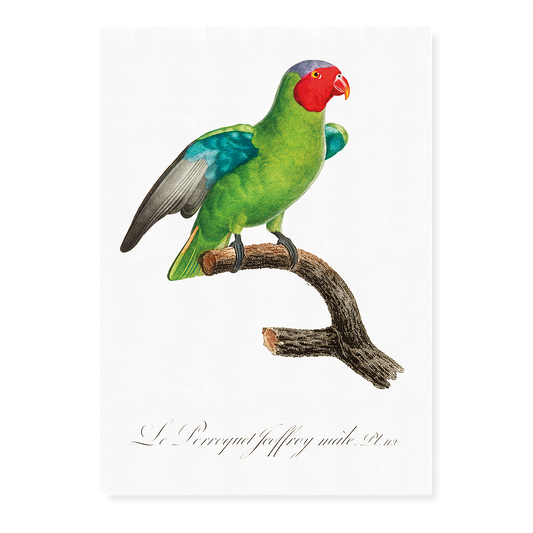 The Red-Cheeked Parrot, Geoffroyus geoffroyi, male  - Art Print