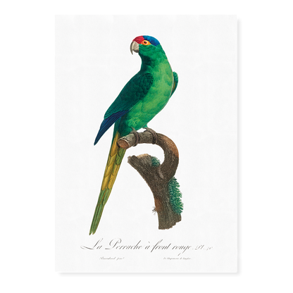 The Red-Crowned Parakeet, Cyanoramphus novaezelandiae  - Art Print