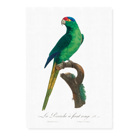 The Red-Crowned Parakeet, Cyanoramphus novaezelandiae  - Art Print