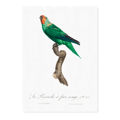 The Red-Faced Parrot, Hapalopsittaca pyrrhops  - Art Print