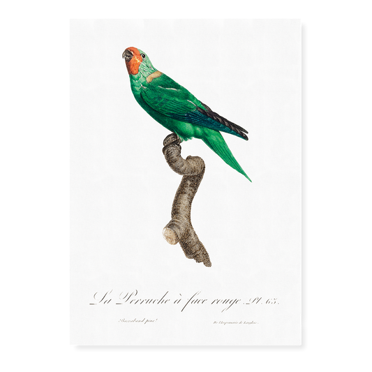 The Red-Faced Parrot, Hapalopsittaca pyrrhops  - Art Print