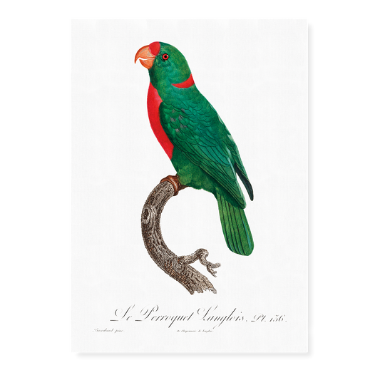 The Red-Fronted Parrot, Poicephalus gulielmi  - Art Print